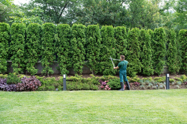 Best Lawn Renovation and Restoration  in USA